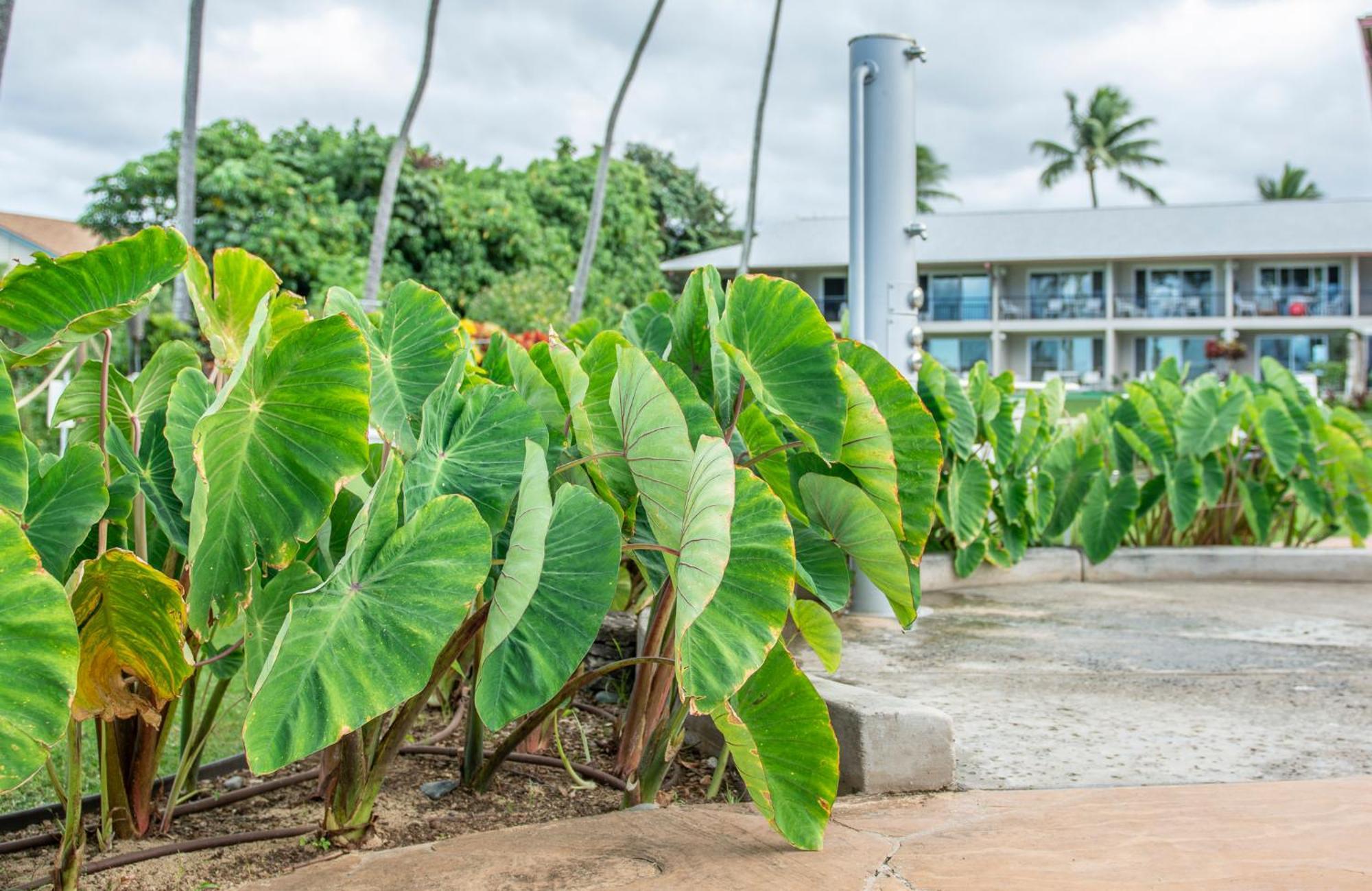 Napili Surf Beach Resort By Castle Kapalua Esterno foto