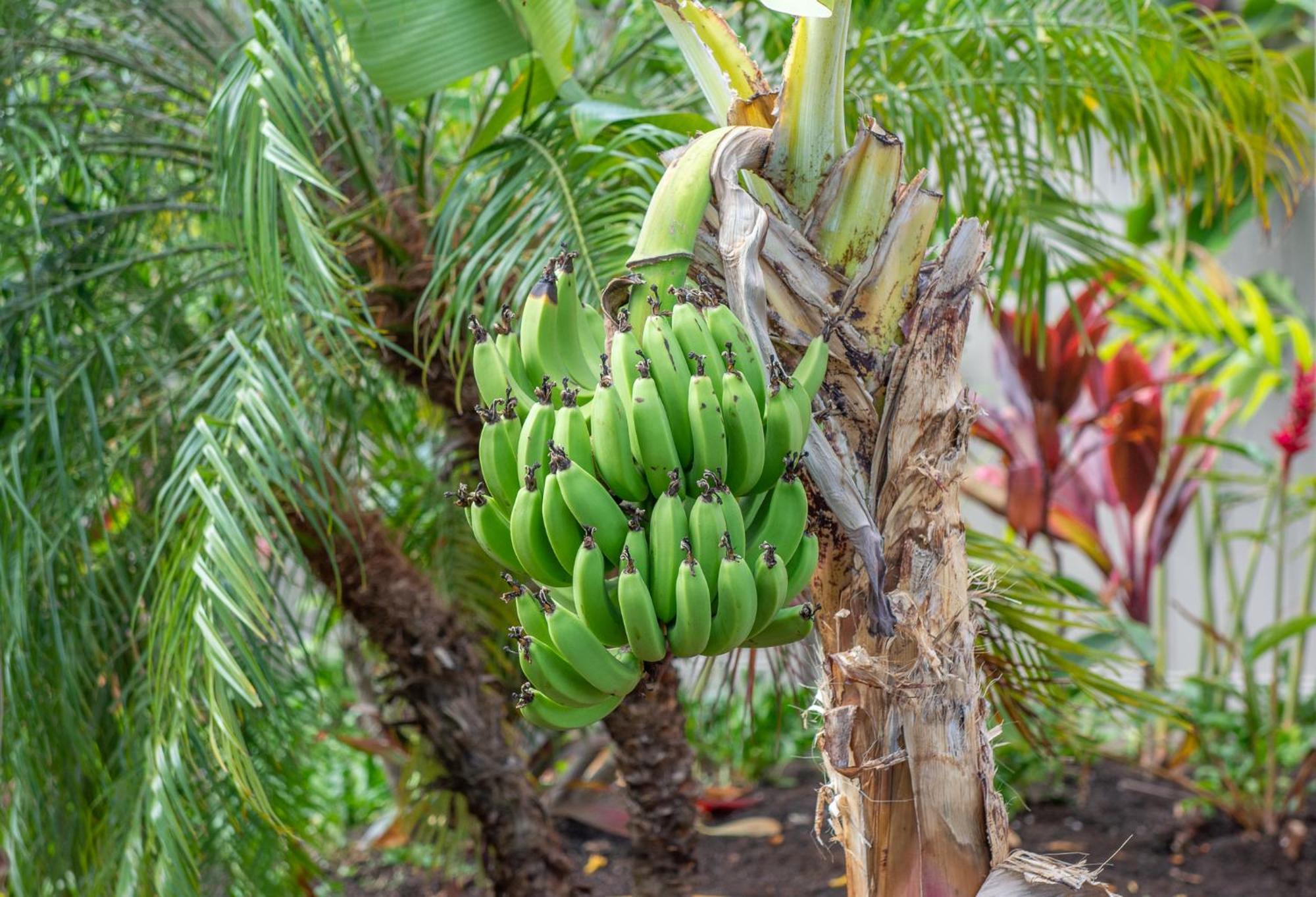 Napili Surf Beach Resort By Castle Kapalua Esterno foto
